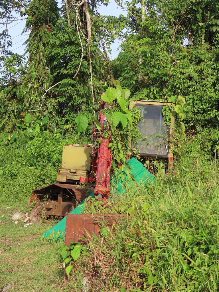 overgrown1