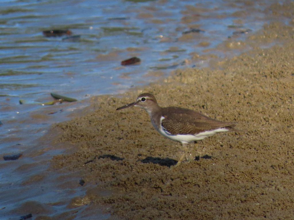 birds1