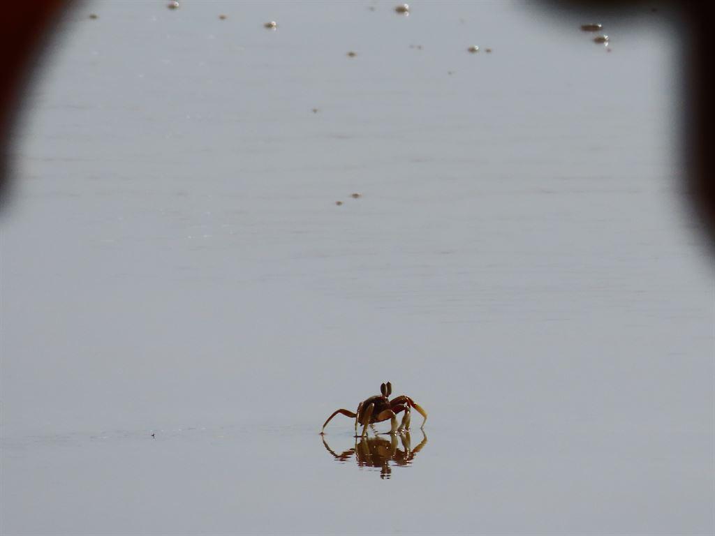 crab