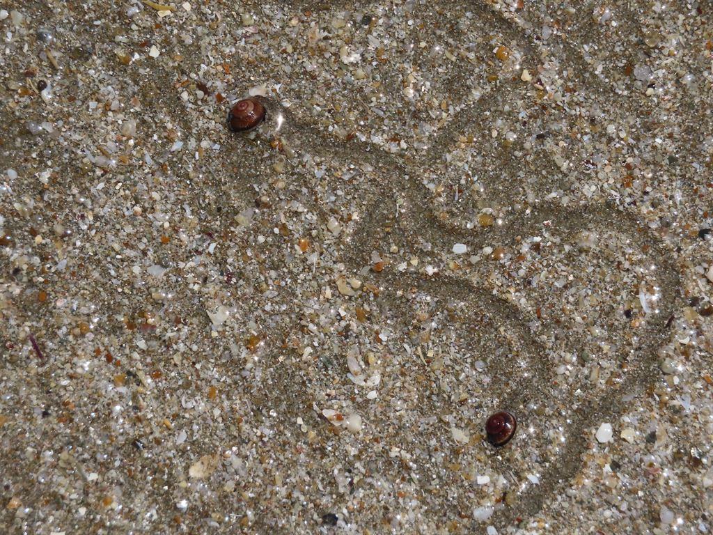 snails2