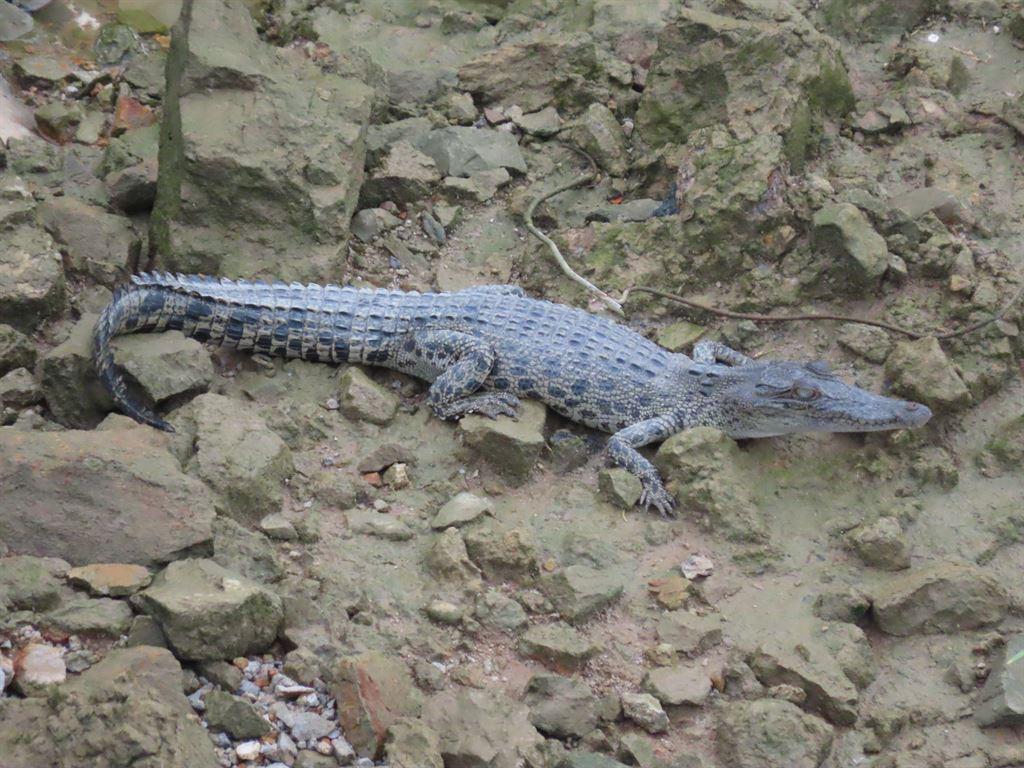 croc2