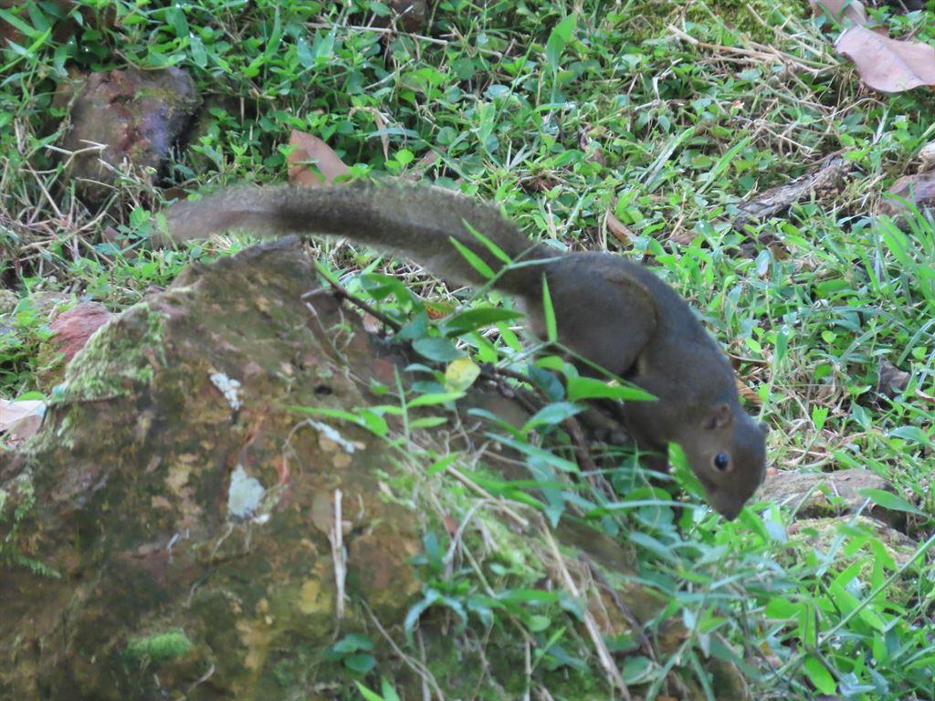squirrel