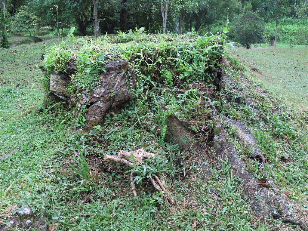 stump