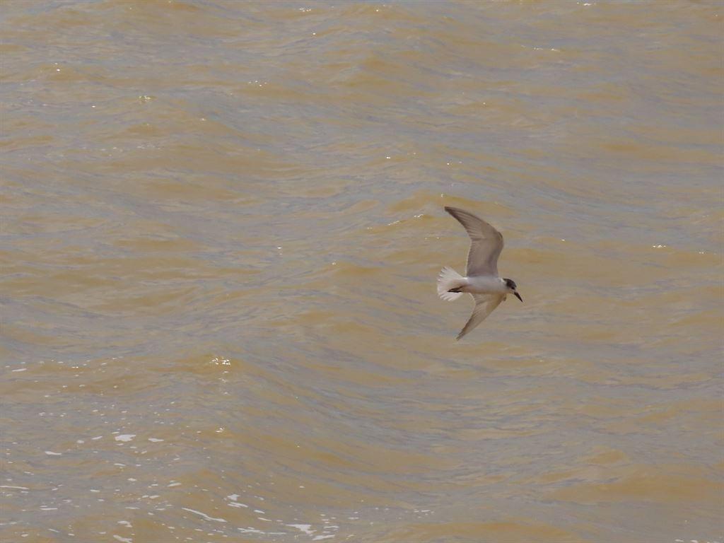 tern