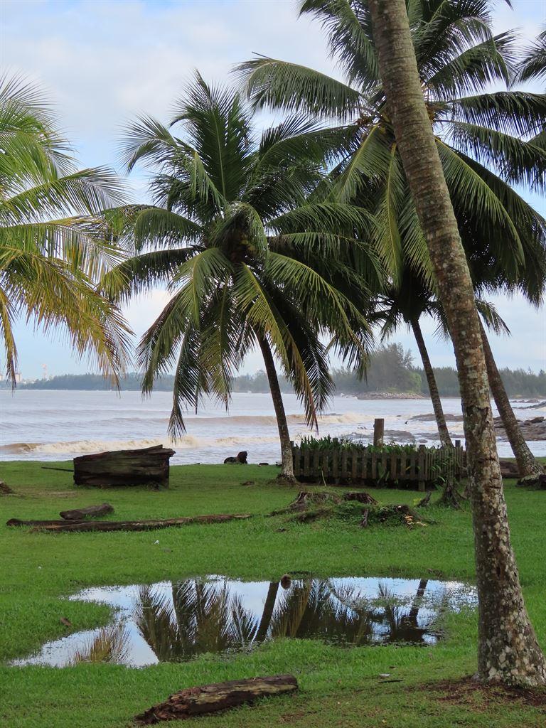 palmreflex