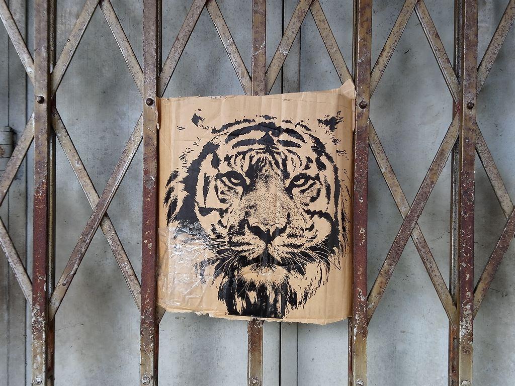 tiger