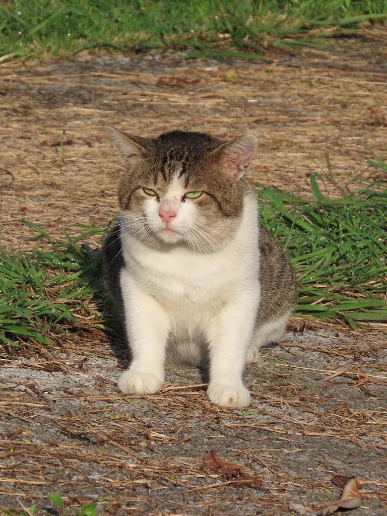 grumpycat