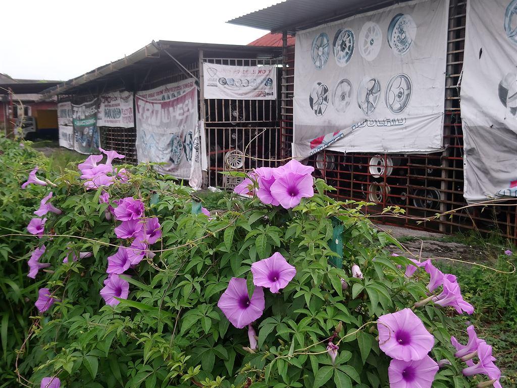 jalanrubberflowers
