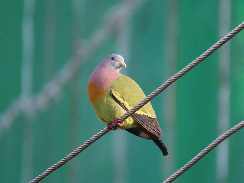 pigeon