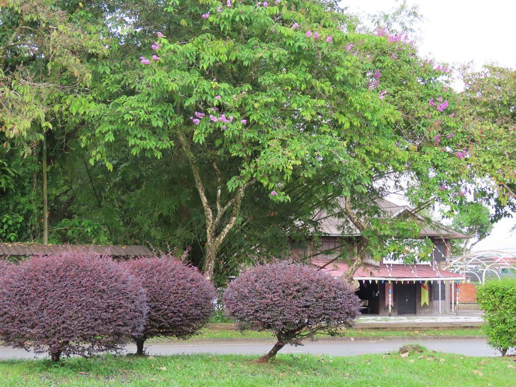 bushes