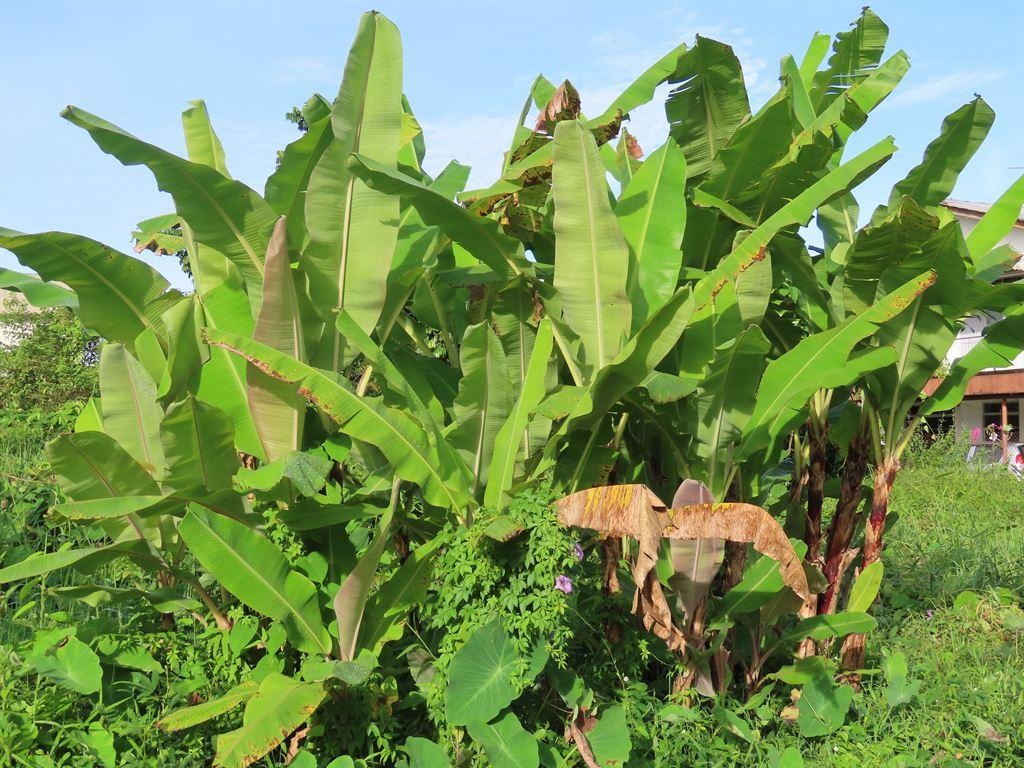 banana&purpleflower
