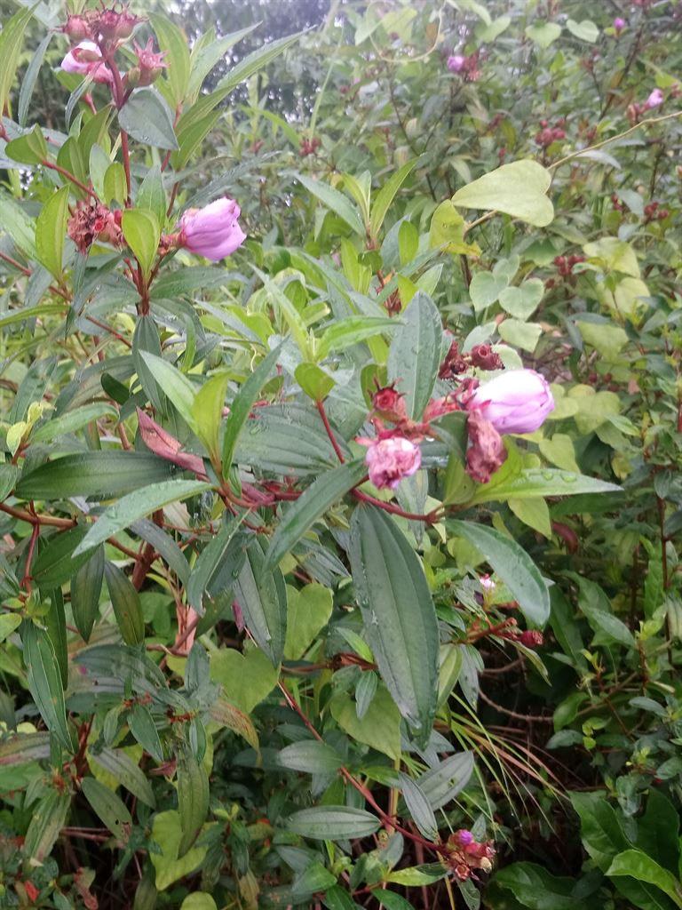 flowers2