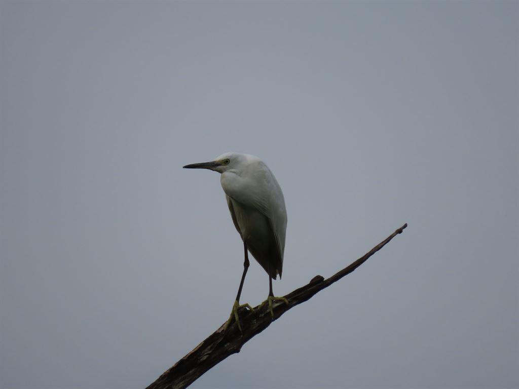 egret