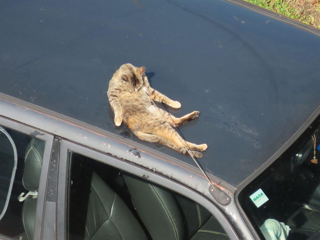 cat