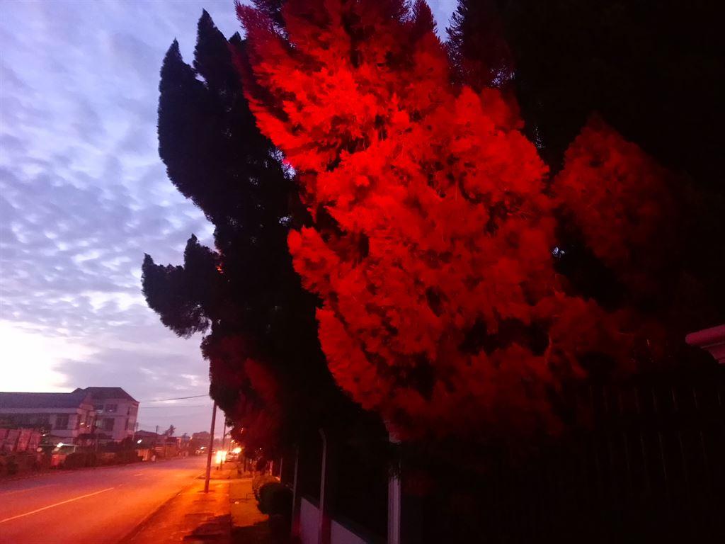 redtree