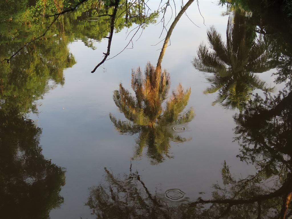 reflection