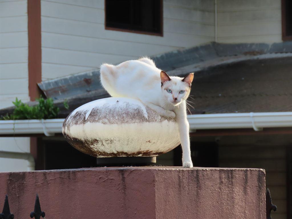 cat2
