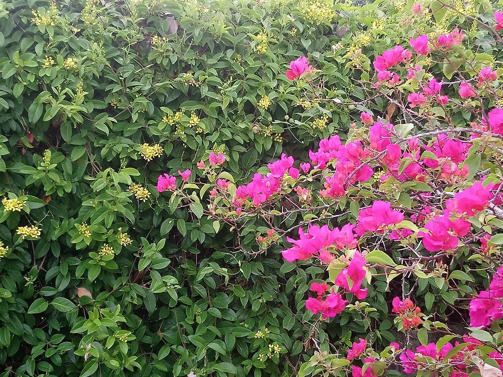 flowers1