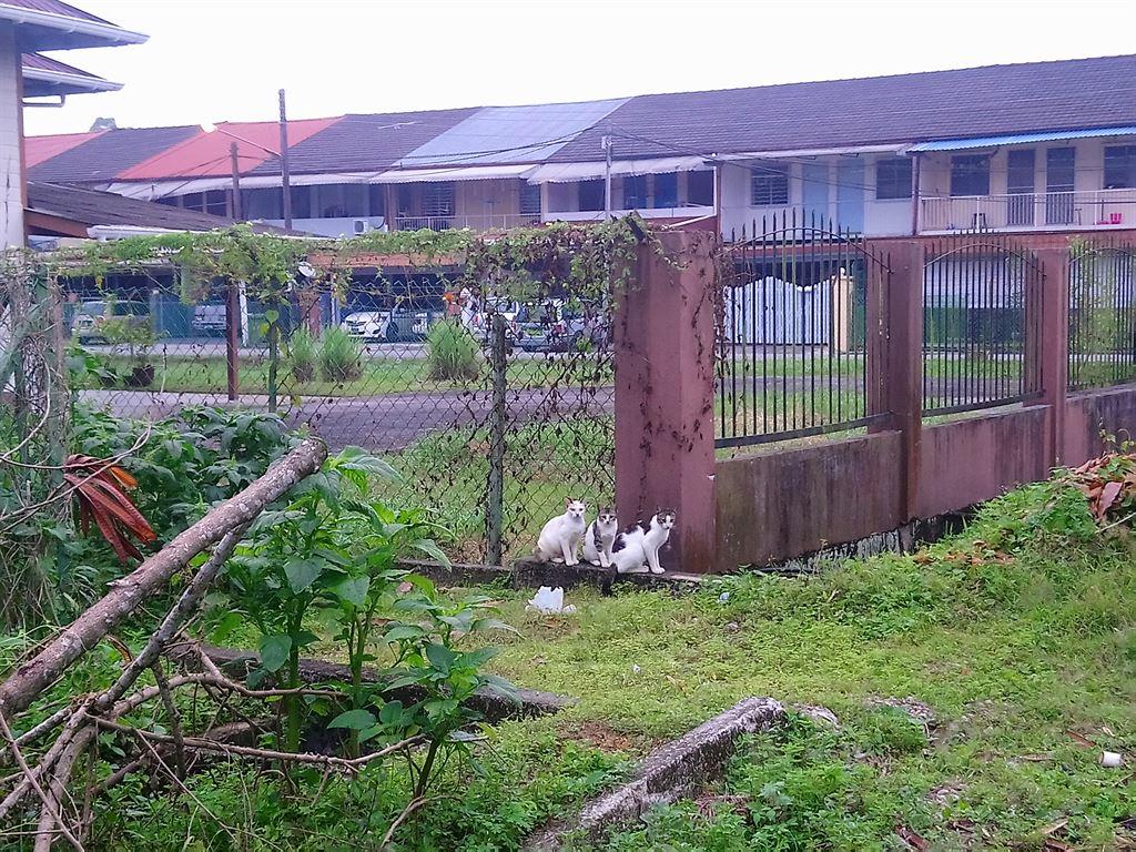 cats