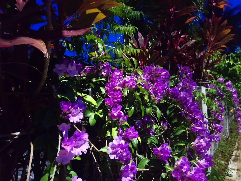 brightpurple
