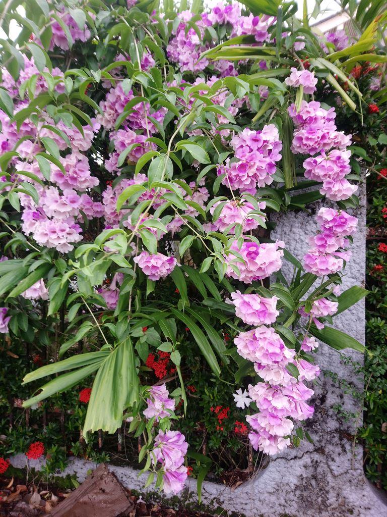 pinkpurple