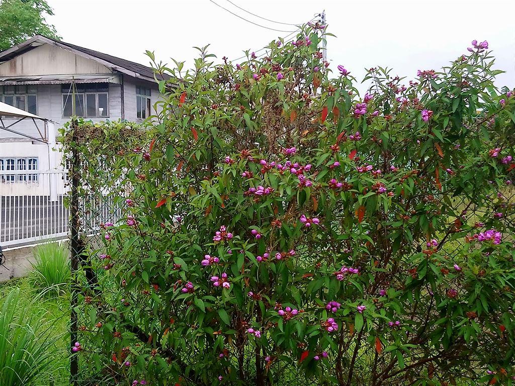 bush