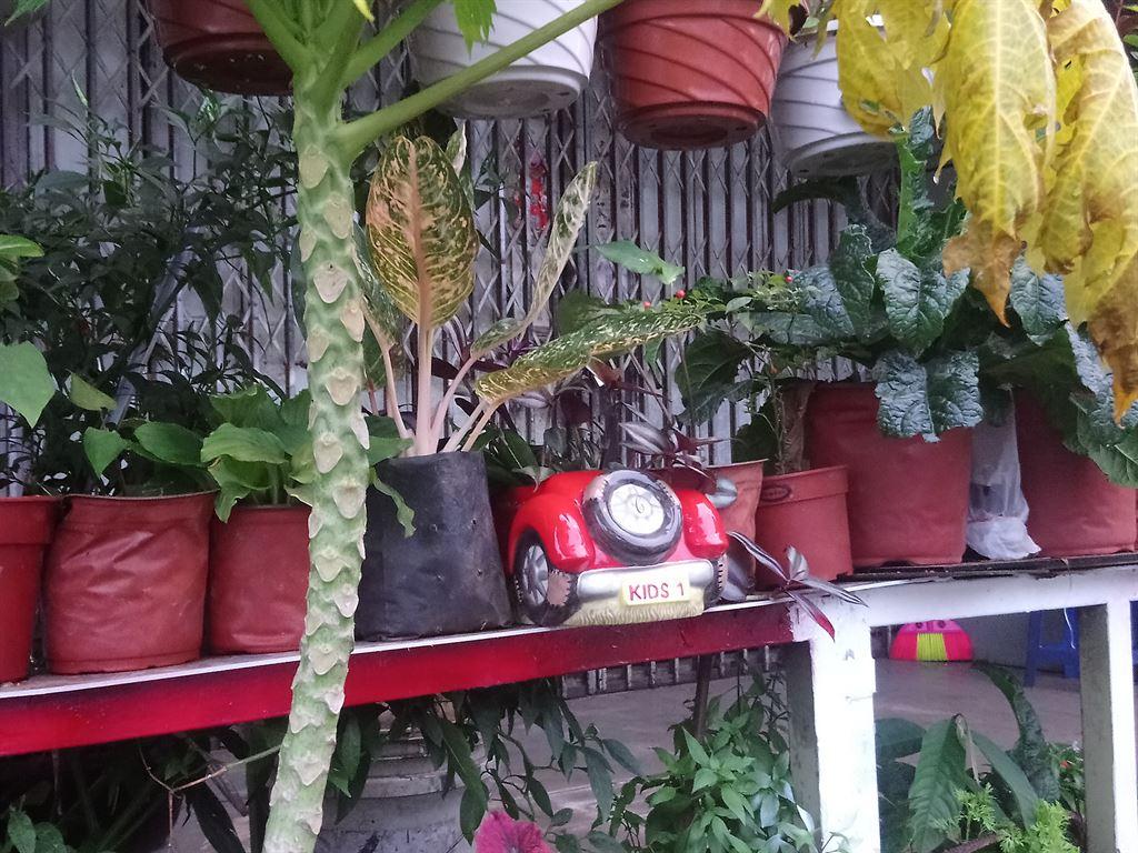 plants2