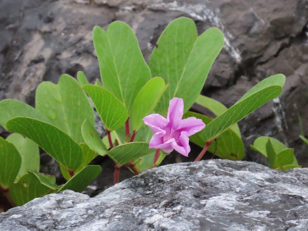 pinkflower