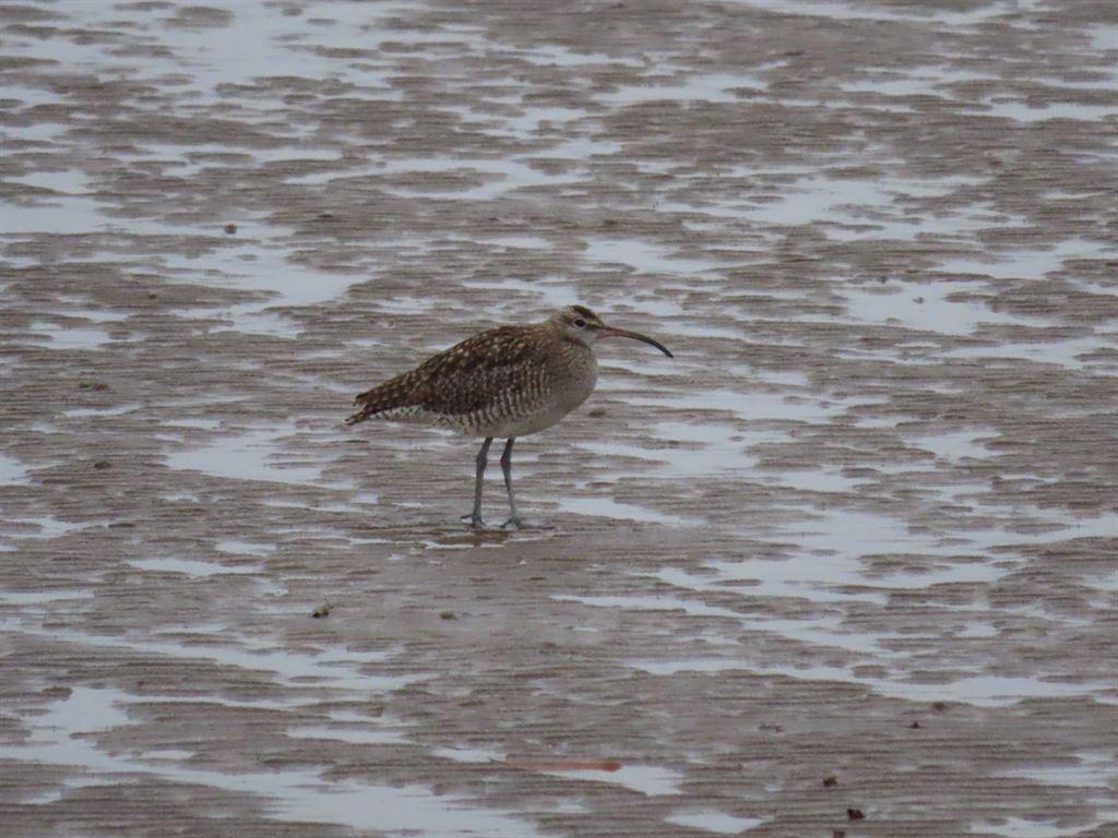 curlew