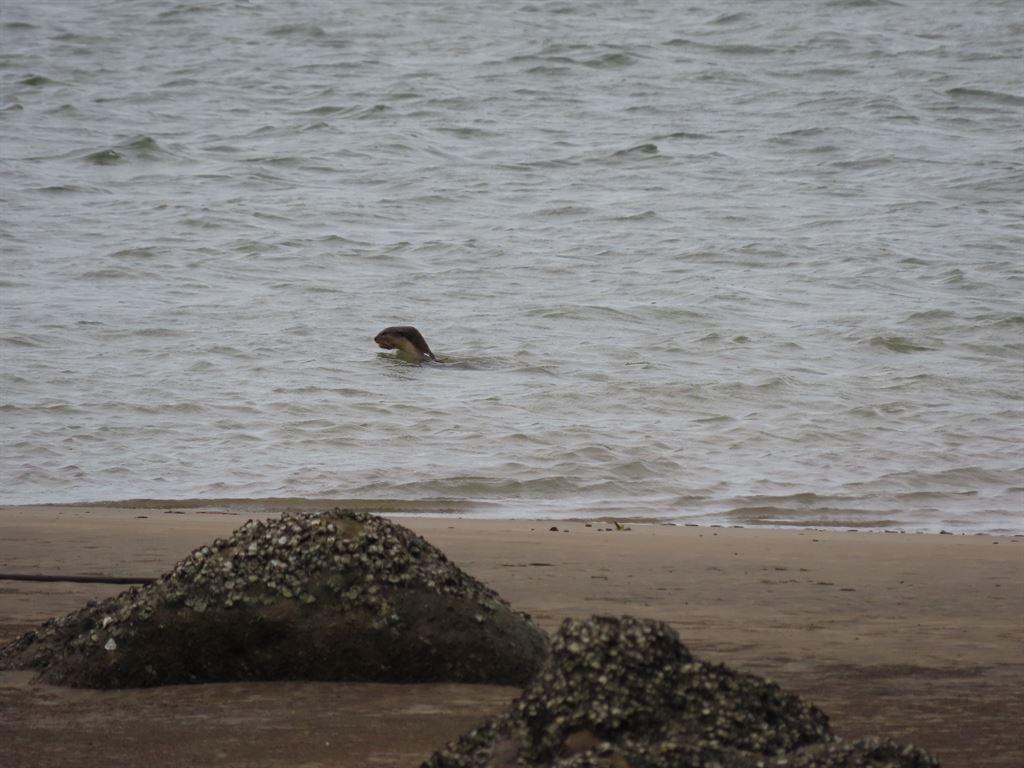 otter