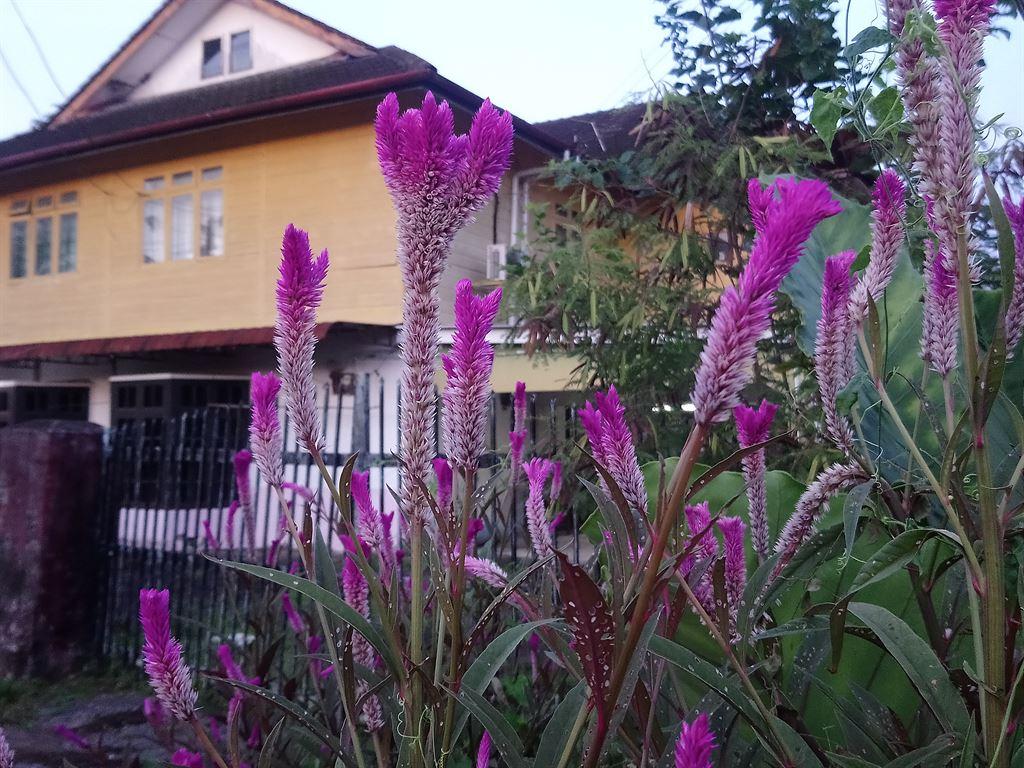 flowers2
