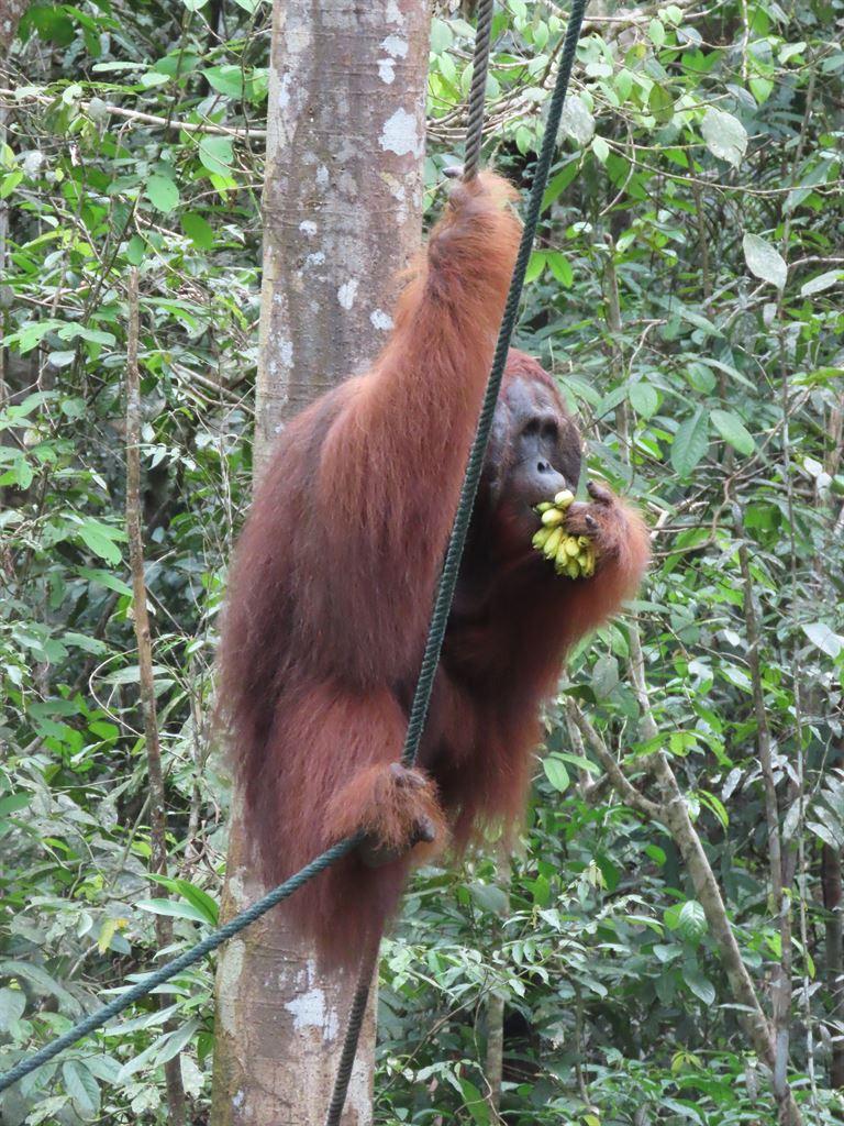 orang1