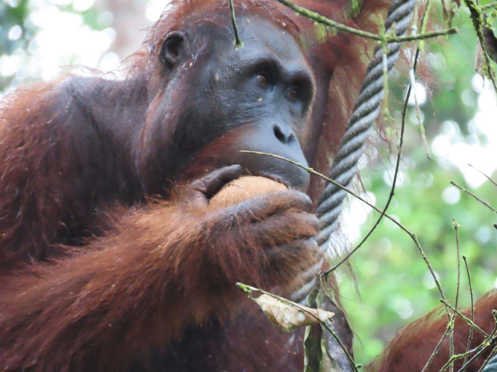 orang5