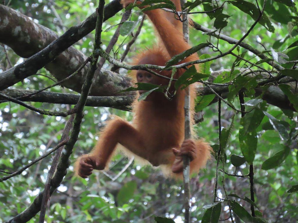 orang6