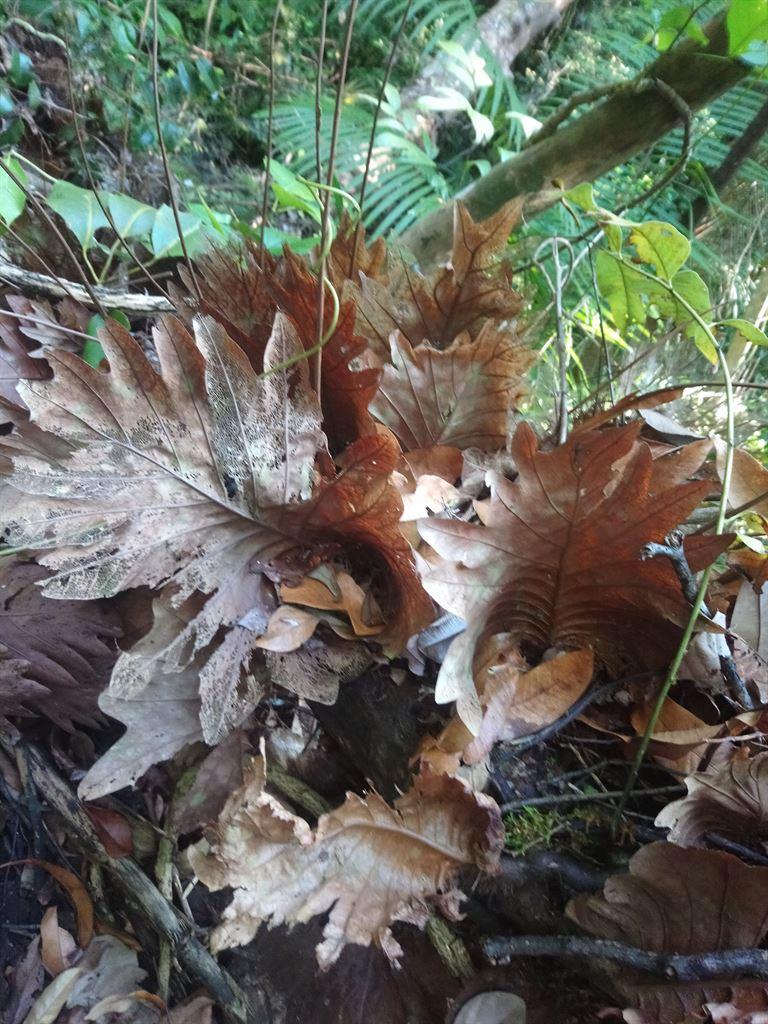 leaves