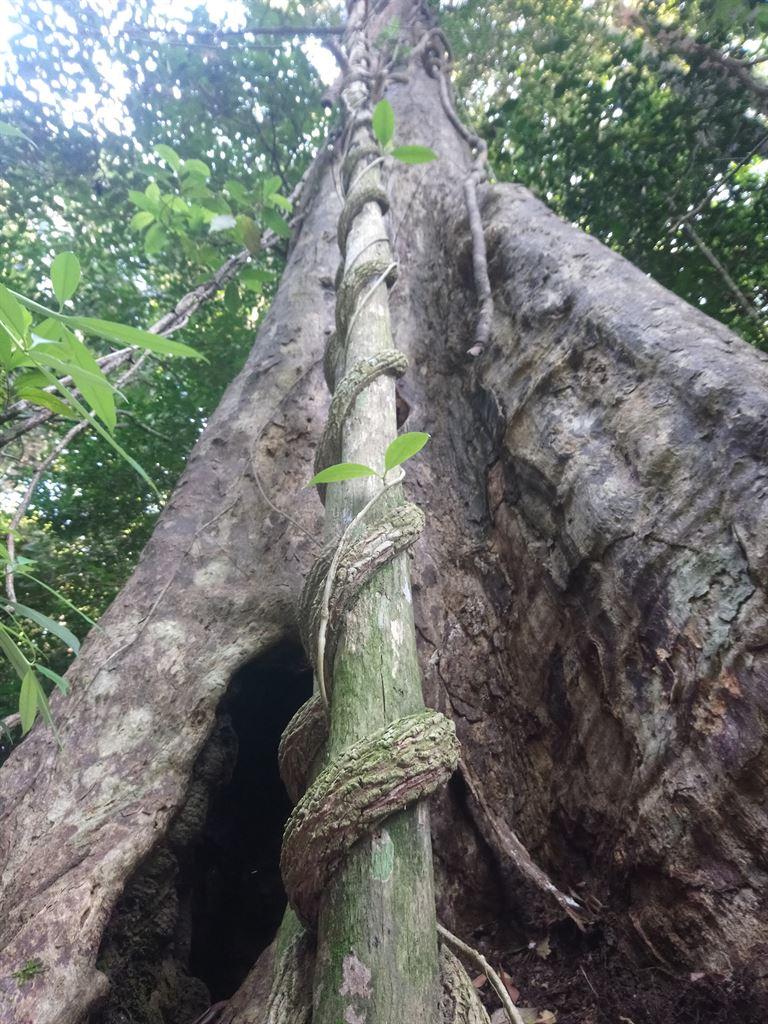trunk