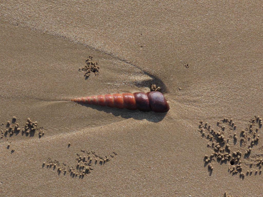 shell