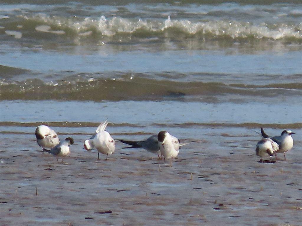 terns1