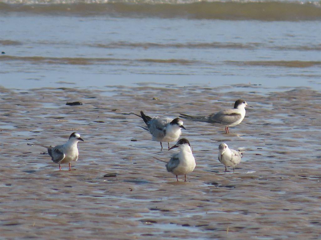 terns2