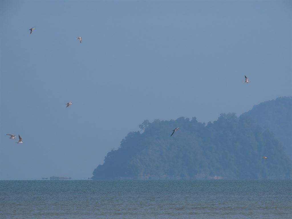 terns3