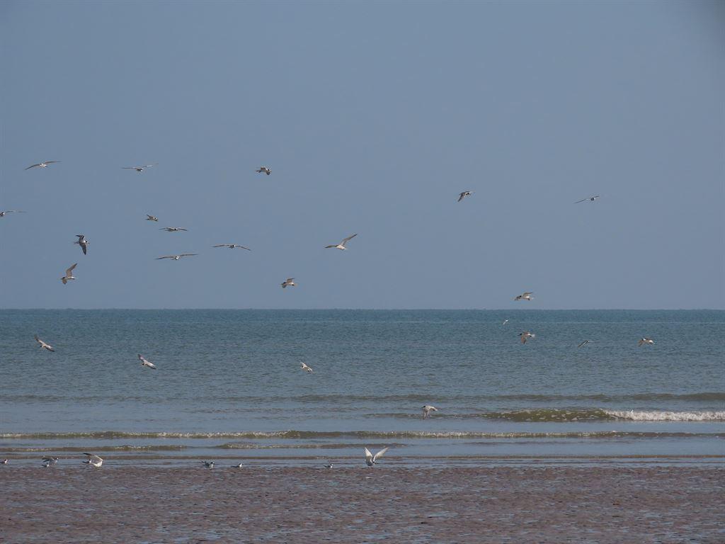 terns4