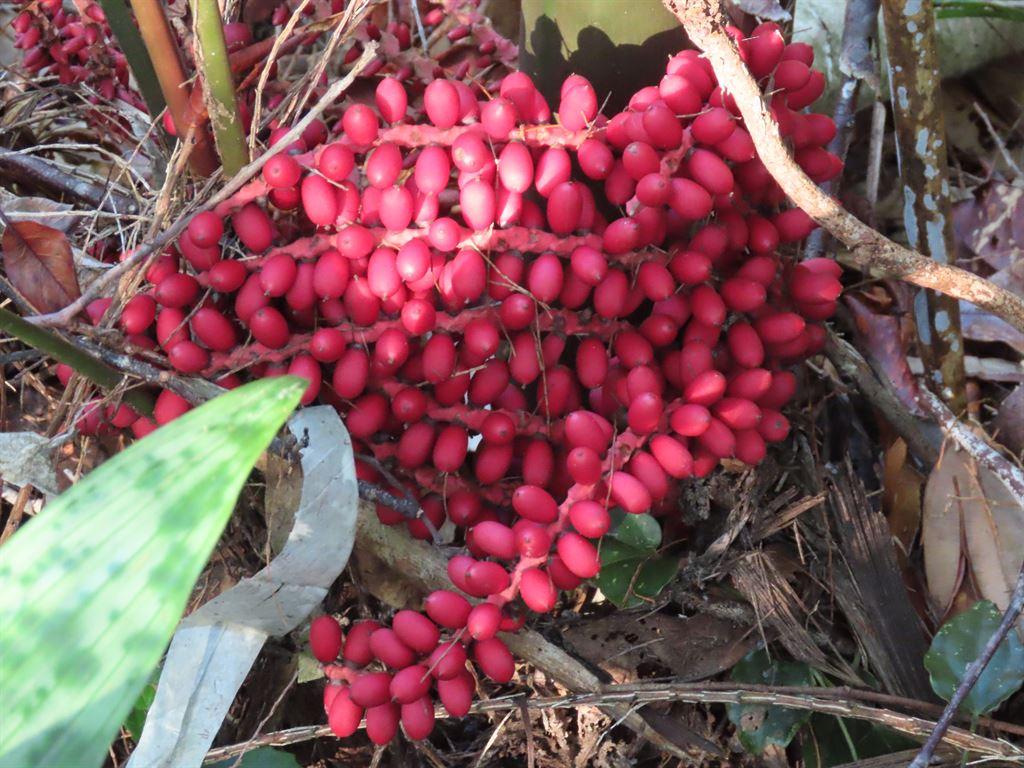 berries