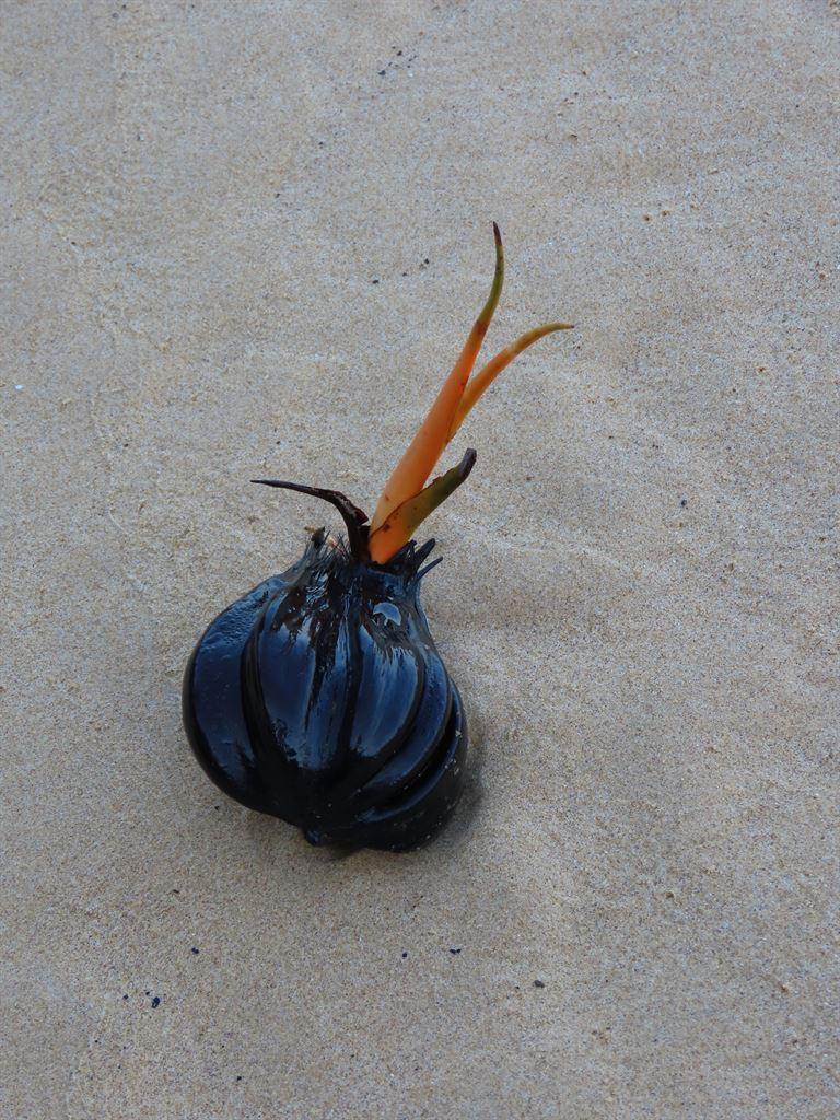 notacoconut