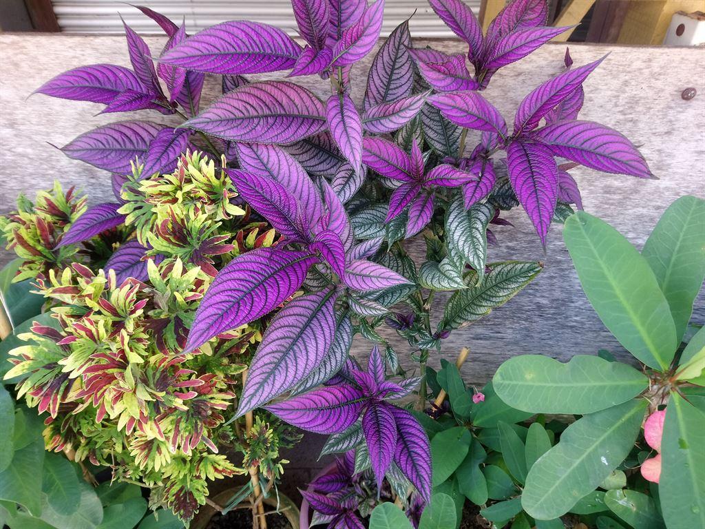 leaves