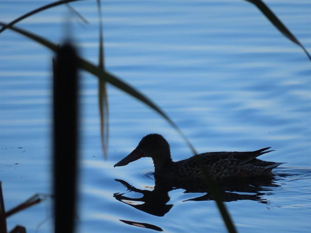 ducks5