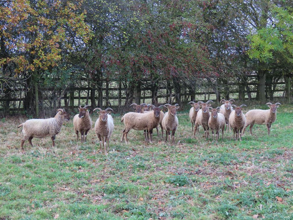 sheep