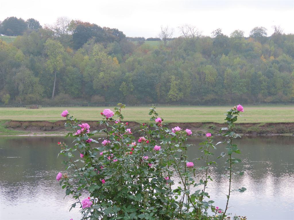 roses
