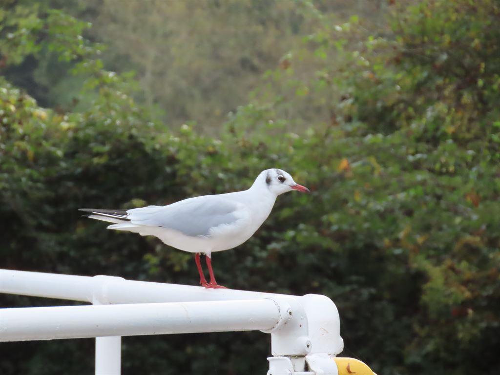 gull