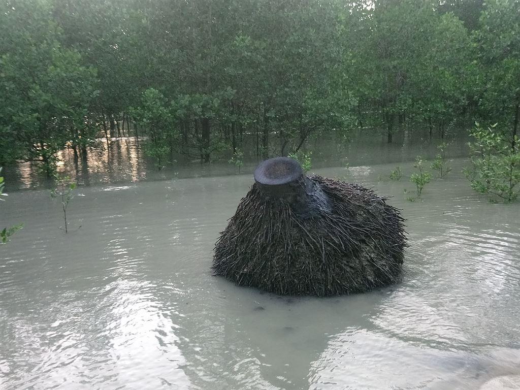stump