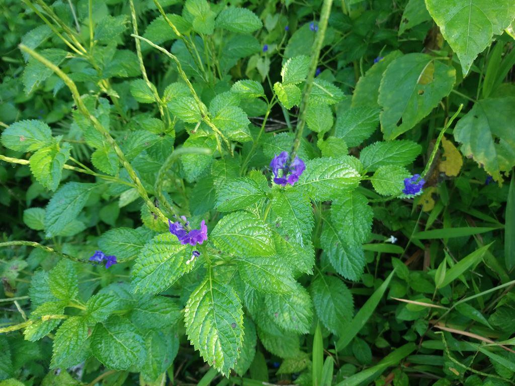 tinyflowers